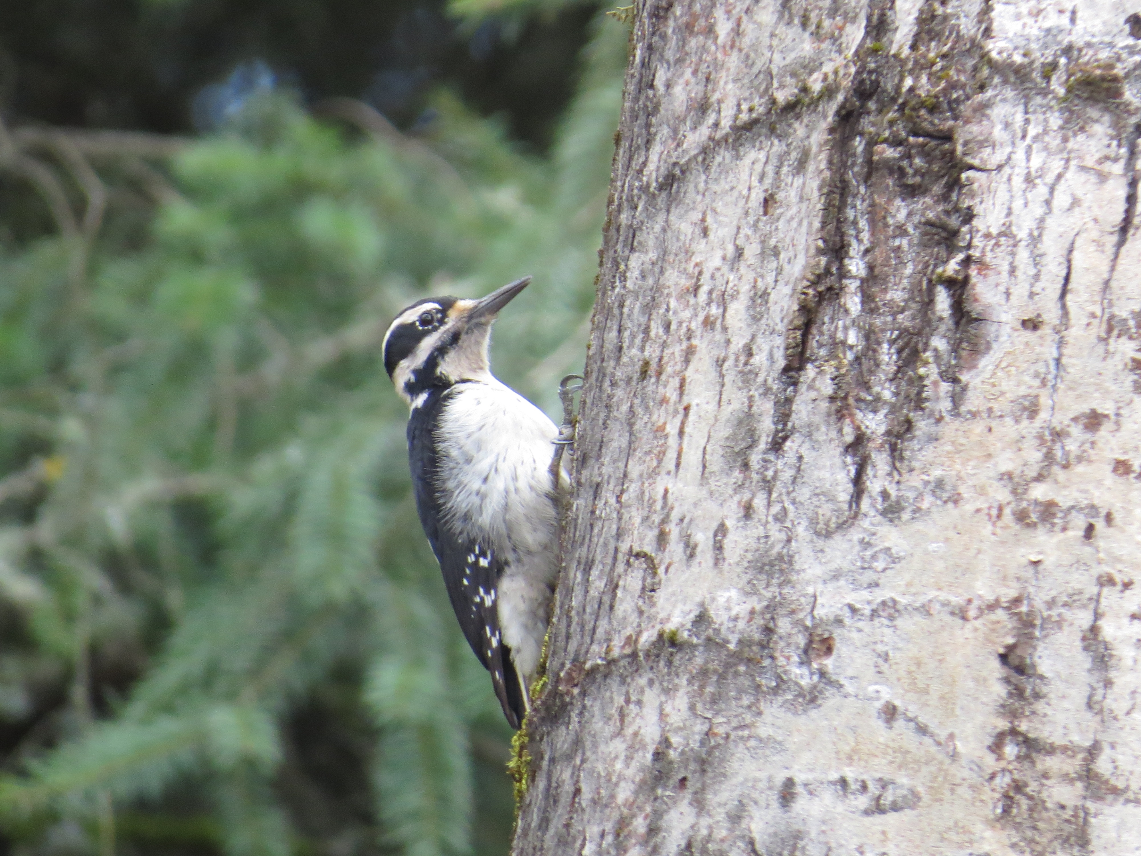 Hairy Woodpecker; Minto Conservation Area; Salem, Oregon; March 4, 2018; photography by Linda Burfitt.