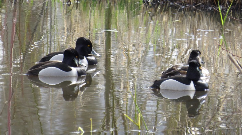 Ring-Necked Ducks; Minto Conservation Area; Salem, Oregon; March 4, 2018; photography by Linda Burfitt.