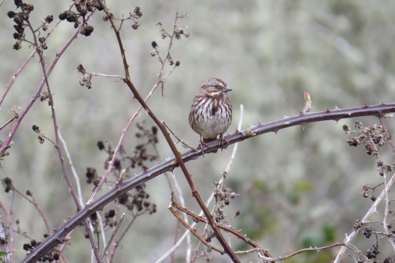 Song Sparrow; Minto-Island Brown Park; Salem, Oregon; March 2, 2018; photography by Linda Burfitt.