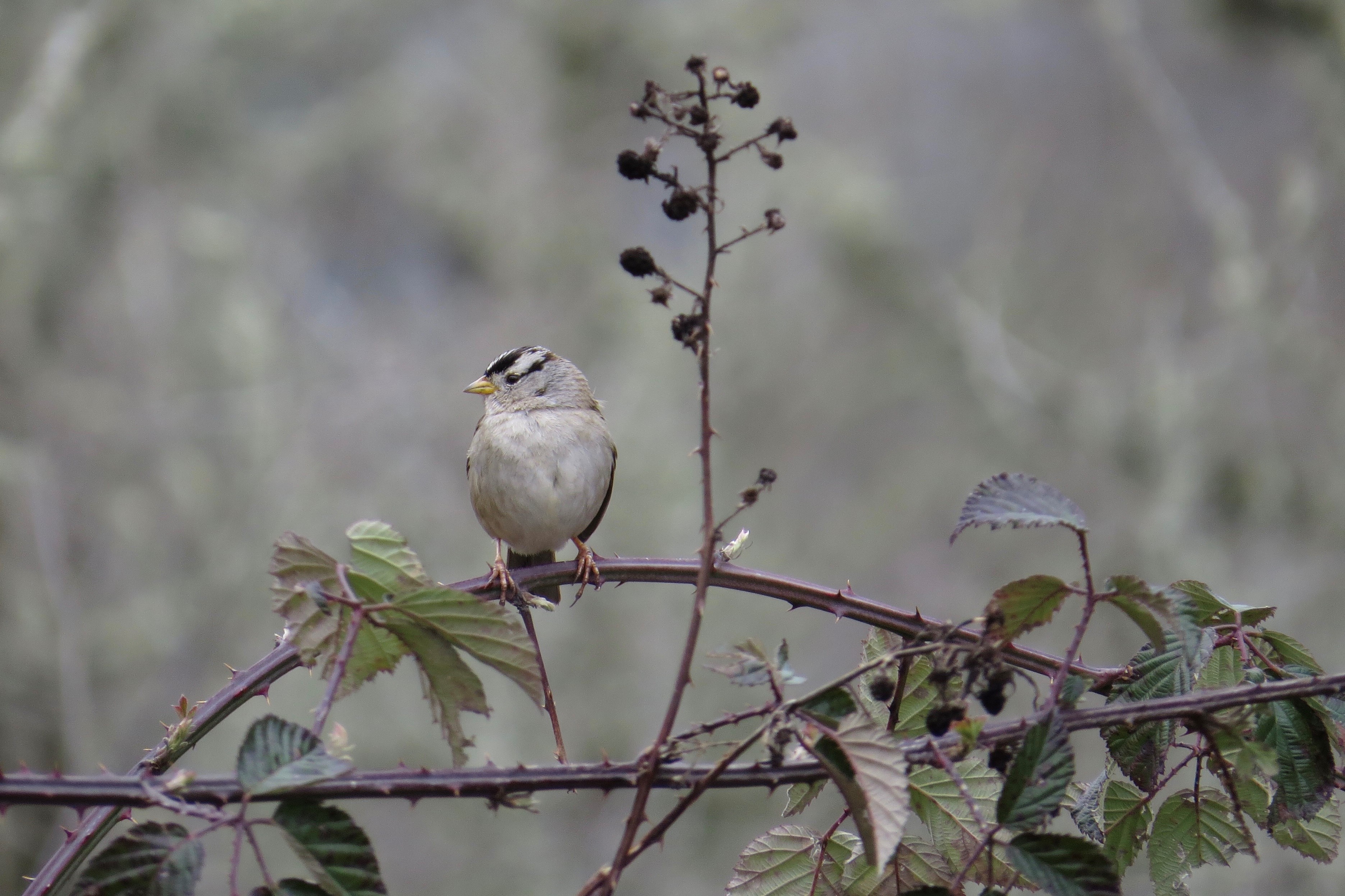 White-Crowned Sparrow; Minto-Island Brown Park; Salem, Oregon; March 2, 2018; photography by Linda Burfitt.